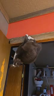 Instagram Reel by @theclustercluckfarm, published Apr 28, 2026. This is going viral on tiktok so I figured I'd better post it here too! Every time I turn the s…