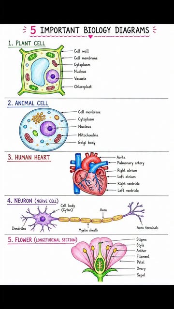 Instagram Reel by @educlasss.s, published May 24, 2026. ✨ 5 Most Important Biology Diagrams You Must Master Before Exams! ?? Save this reel for quick revision…