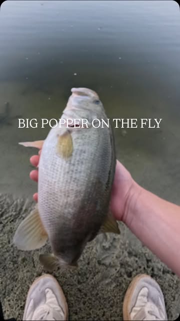 Instagram Reel by @finseekr, published May 19, 2026. Fly fishing isn’t only for trout fishing! #flyfishing #fishingvideos #bass #pike
