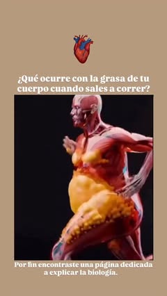 Instagram Reel by @biocuriosidadesok, published Jun 1, 2026. ?‍♂️? Correr no derrite la grasa corporal al instante, pero sí pone en marcha el proceso que la re…