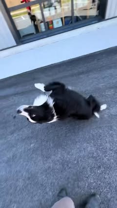 Instagram Reel by @cyrielfaitsoncinema, published May 7, 2026. Quand ton chien pourrait intégrer un cirque ? #bordercollie #chien #tours #drole