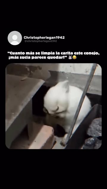 Instagram Reel by @christopherlegan1942, published May 31, 2026. En este divertido video de apenas 15 segundos, un conejito blanco y esponjoso intenta limpiars…