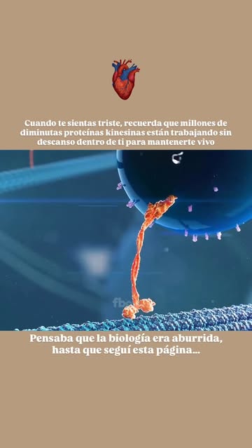Instagram Reel by @biocuriosidadesok, published May 31, 2026. ?✨ Las proteínas kinesinas son los diminutos “repartidores” de tu cuerpo. Dentro de cada célula,…