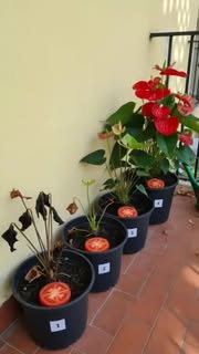 Instagram Reel by @garden.loom, published May 28, 2026. ? Anthurium Care Trick ✨ Many of the products we use every day can also be surprisingly useful in garde…