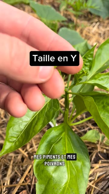 Instagram Reel by @jardinbiobzh, published May 30, 2026. Taille en Y Pour favoriser le développement des plants et avoir une belle production de poivron. ? Qua…