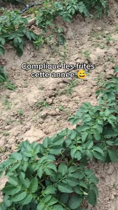 Instagram Reel by @lafermedesliens, published Jun 1, 2026. L'invasion a commencé... ? À votre avis, quelle est cette charmante bestiole qui a décidé de ruiner…