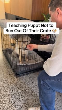 Instagram Reel by @apex_dogtraining, published May 31, 2026. Preventing mistakes is easier than fixing problems. If you need help with puppy training, comment…