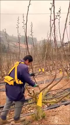 Instagram Reel by @fig_and_fruits_research_farm, published Jun 1, 2026. Is hard pruning the key to a better harvest? What has been your experience with hard pr…