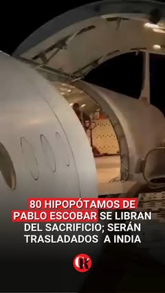 Instagram Reel by @contrareplica.pue, published Apr 30, 2026. ?? Un grupo de 80 hipopótamos en Colombia, descendientes de los animales que introdujo Pablo Esco…