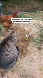 Instagram Reel by @melanimages, published May 1, 2026. Rien de tel pour se connecter au présent : la nature et les animaux ? Jack peut rester littéralement des…