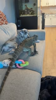 Instagram Reel by @e.g.reptiles, published Apr 18, 2026. Love operates strangely in this house… and honestly, I think the iguana might be the most affectionate…