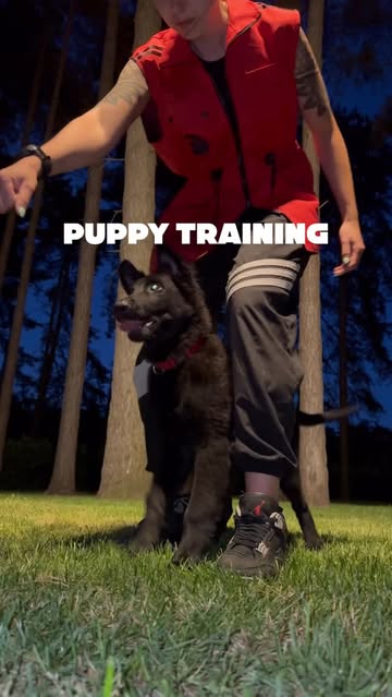 Instagram Reel by @dogtrainingwithlaura, published Apr 19, 2026. Puppy training is not about controlling behavior. It is about building a body, a mind, and cla…