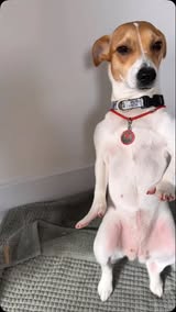 Instagram Reel by @jrt_ulana, published May 8, 2026. dancing dog jack russell viral dog video funny dog cute dog video dog tricks happy dog dog energy pet cont…