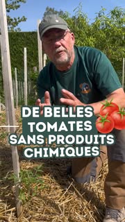 Instagram Reel by @maison_et_services, published May 29, 2026. ? TOMATES ? Et si le secret pour avoir de belles tomates se trouvait déjà dans votre jardin ? Dé…