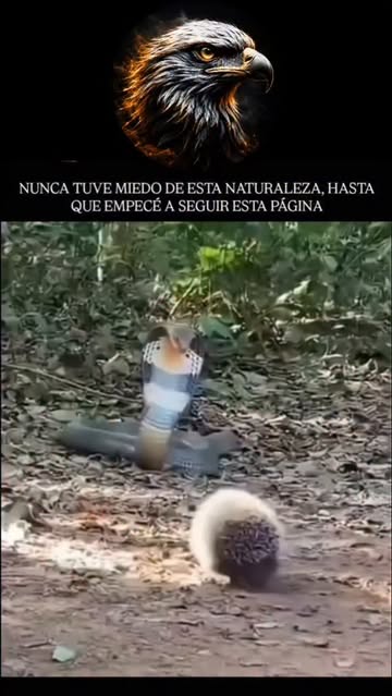 Instagram Reel by @mundosalvajetv7, published Jun 5, 2026. El King Cobra (Ophiophagus hannah), la serpiente venenosa más larga del mundo, y el erizo, un pequeñ…