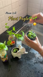 Instagram Reel by @ank_shay__diaries, published May 10, 2026. Plant lovers . . #plantlover #viral #growth #waterplant Waterplant,trending,travel,explore,plantl…