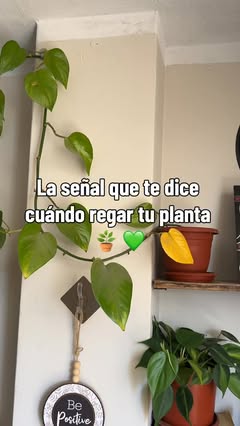 Instagram Reel by @green_naturea, published Jun 1, 2026. ?? La señal que te dice cuándo regar tu planta ?? Uno de los errores más comunes en el cuidado de plan…