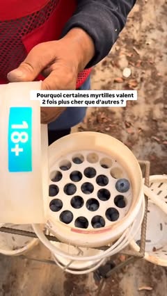 Instagram Reel by @clubrestopro, published Jun 2, 2026. Dans certains vergers, les myrtilles sont triées par calibre directement pendant la récolte grâce à des…