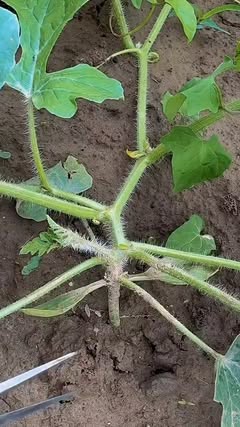 Instagram Reel by @dwimaulinaanisa, published Jun 2, 2026. Pruning pada tanaman buah semangka agar nutrisi lebih maksimal ? #fyp #reels #homegarden #urbanfarmi…