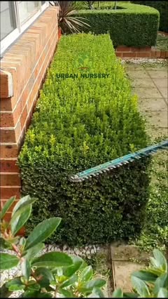 Instagram Reel by @urbannursery.in, published Jun 3, 2026. Want to design a lush, thick, and premium green boundary for your home? These top 3 best hedge plant…