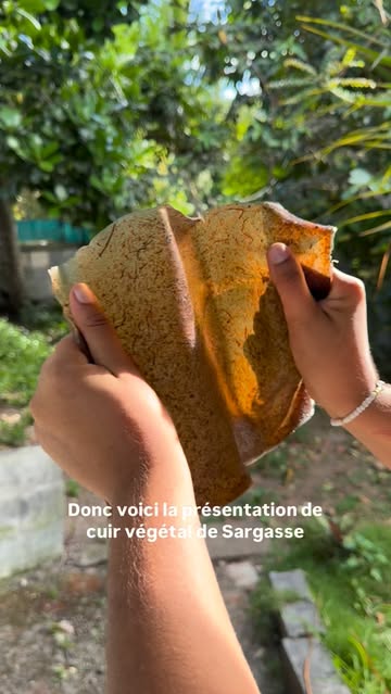 Instagram Reel by @sargsealeather, published May 8, 2026. Petit aperçu de mon « cuir » végétal de Sargasse ??? . . . #sargassum #guadeloupe #biomaterials #seaw…