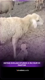 Instagram Reel by @azteca.puebla, published May 27, 2026. Cachorro pastor tiene su primer día de trabajo ?? Un pequeño cachorro de pastor enterneció internet d…