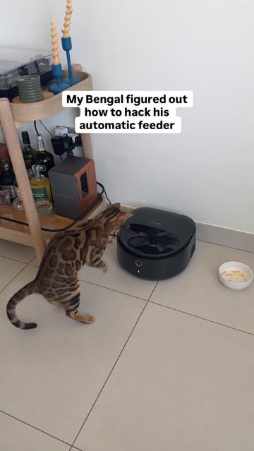 Instagram Reel by @sheikhrajah, published Apr 23, 2026. Rajah vs Automatic Feeder: The Ultimate Battle #BengalCat #CatsOfInstagram #RajahTheBengal #BengalCatsO…