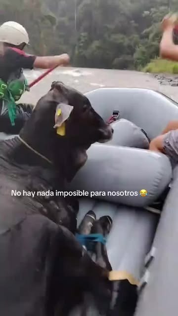 Instagram Reel by @daysoclockcr, published May 3, 2026. ? Rescate en el río Pacuare: toro es salvado tras quedar atrapado por crecida del caudal. Un inusual re…