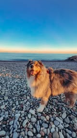 Instagram Reel by @lapattenchantee, published Apr 11, 2026. Ça vous est déjà arrivé ? ? Quand ton chien fait le tour d’un poteau avec la laisse… Je peux vous d…