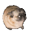 :pug_dance: