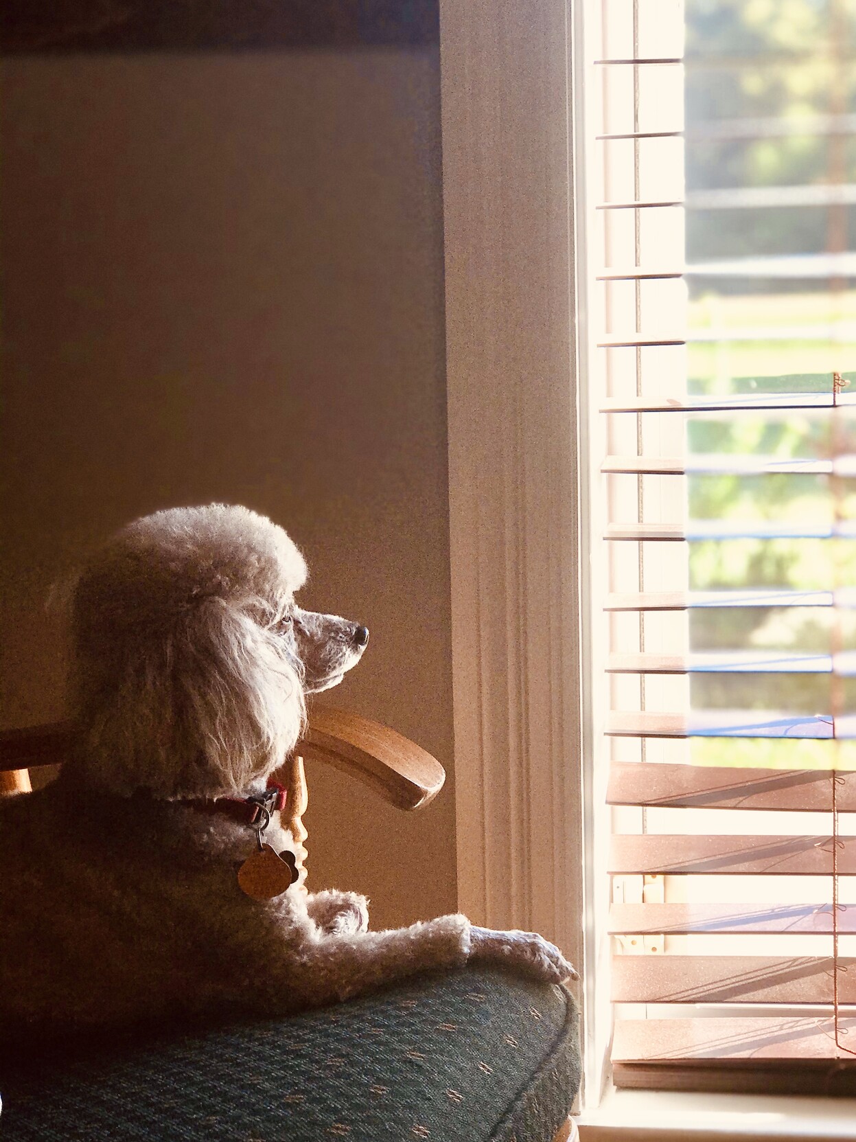 Photo of a miniature poodle sitting majestically in a rocking chair staring out of the window.
