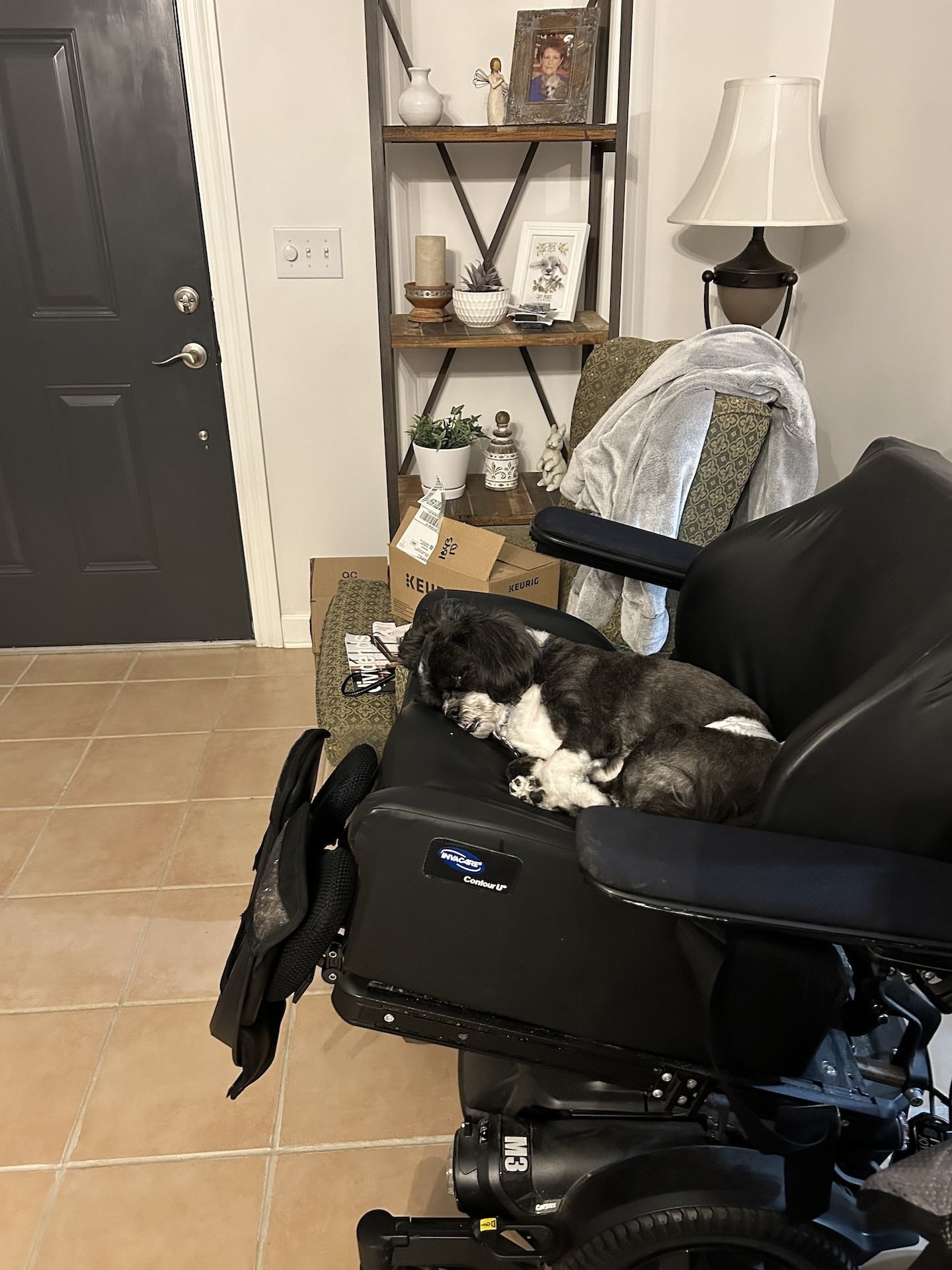 Photo of my small shih tzu terrier mix curled up in my fancy power wheelchair. It’s my old chair and it’s sitting in the living room at the moment. Pepper made himself at home.