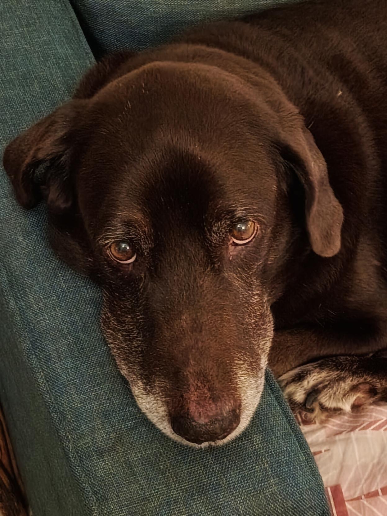 Echo the dog