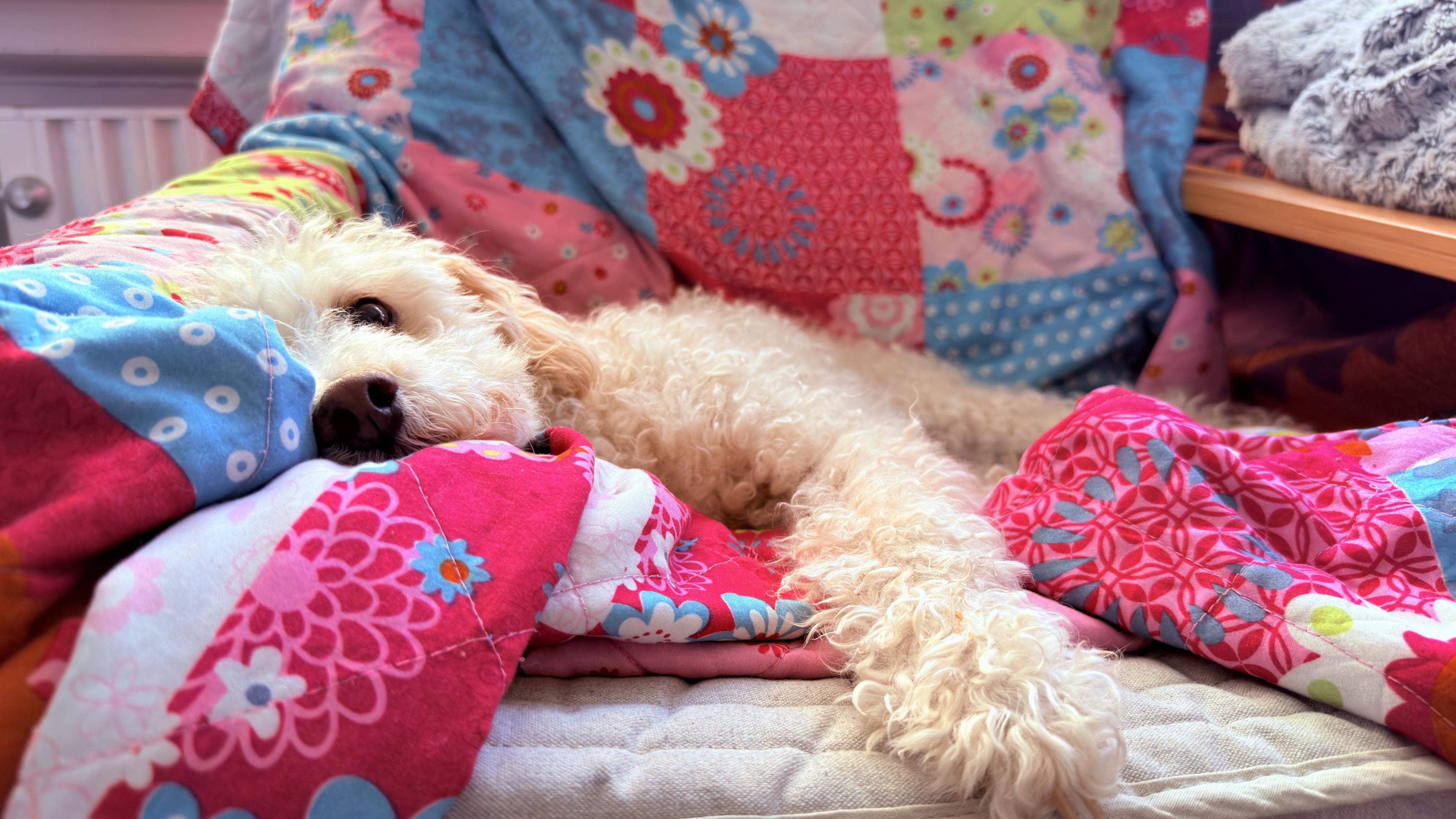 Cari, a cream-colored Bichon Frisé, is resting under a colorful patchwork quilt, with her head and front paws peeking out as she looks sleepily toward the camera.