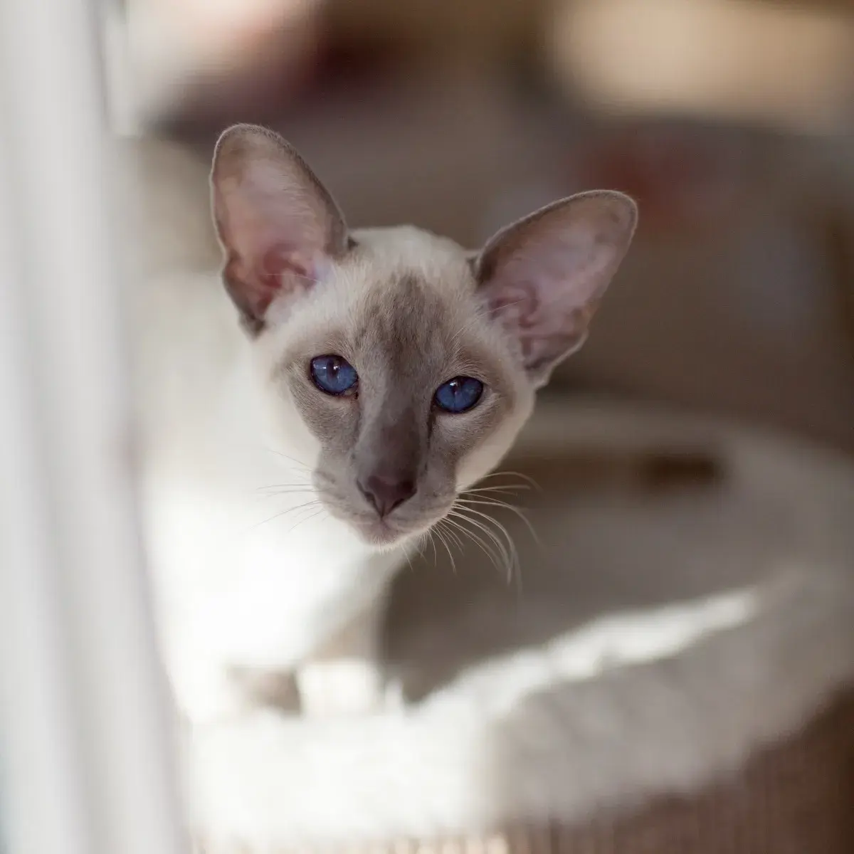 Nightshade sits atop his cat barrel and peers towards the camera showing off his big ears and  vividly blue eyes. He looks calm and curious, with his head slightly tilted forward, almost expectant.