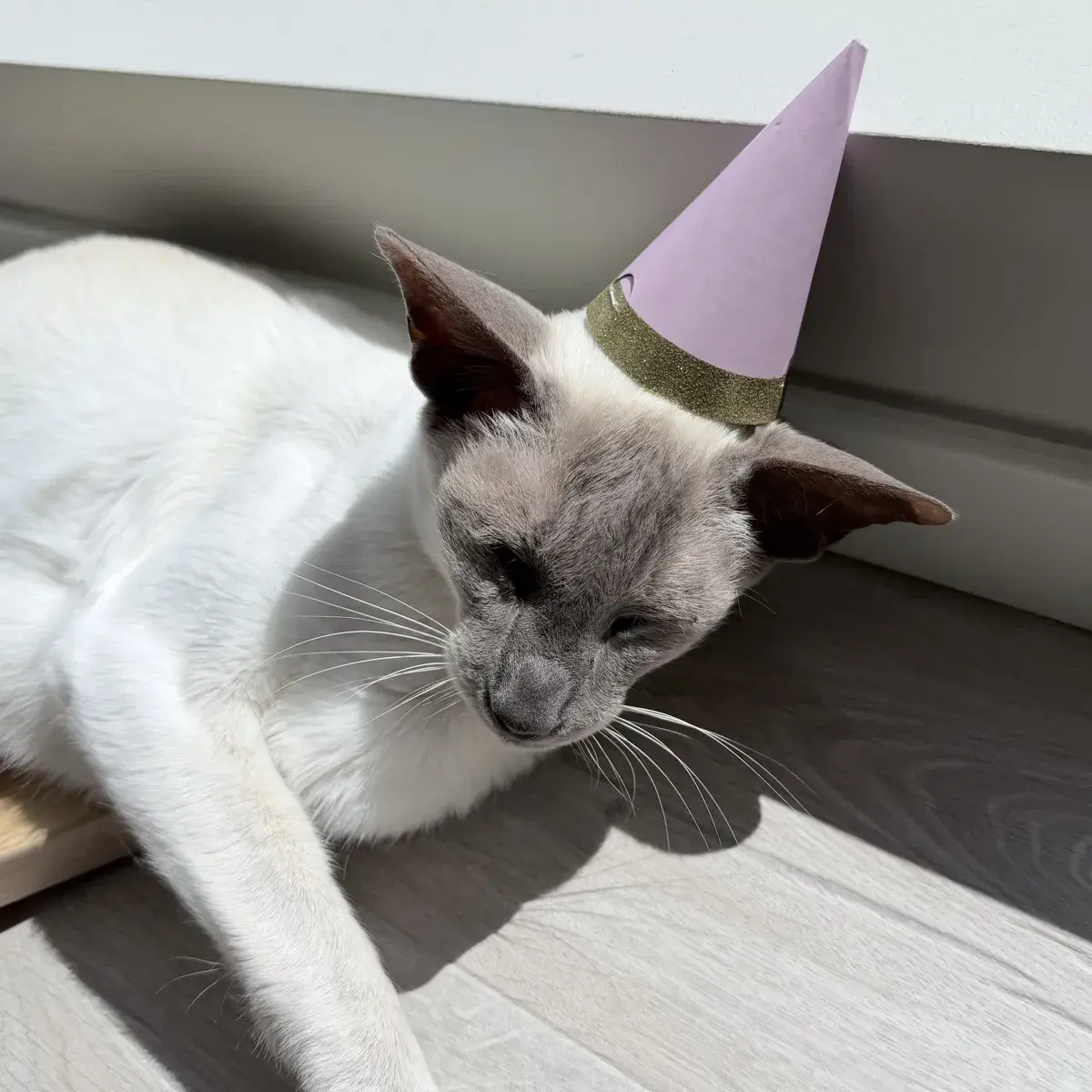 Nightshade, a lilac point Siamese, is lying stretched out on a pale wooden floor in a patch of bright sunlight. A small cone-shaped party hat made of light pinky-purple paper with a horizontal band of gold glittery trim near the base rests precariously atop his head. His eyes are mostly closed, and his ears are angled slightly outward, less than amused at having a hat on. Part of a light wooden chair leg is underneath him.