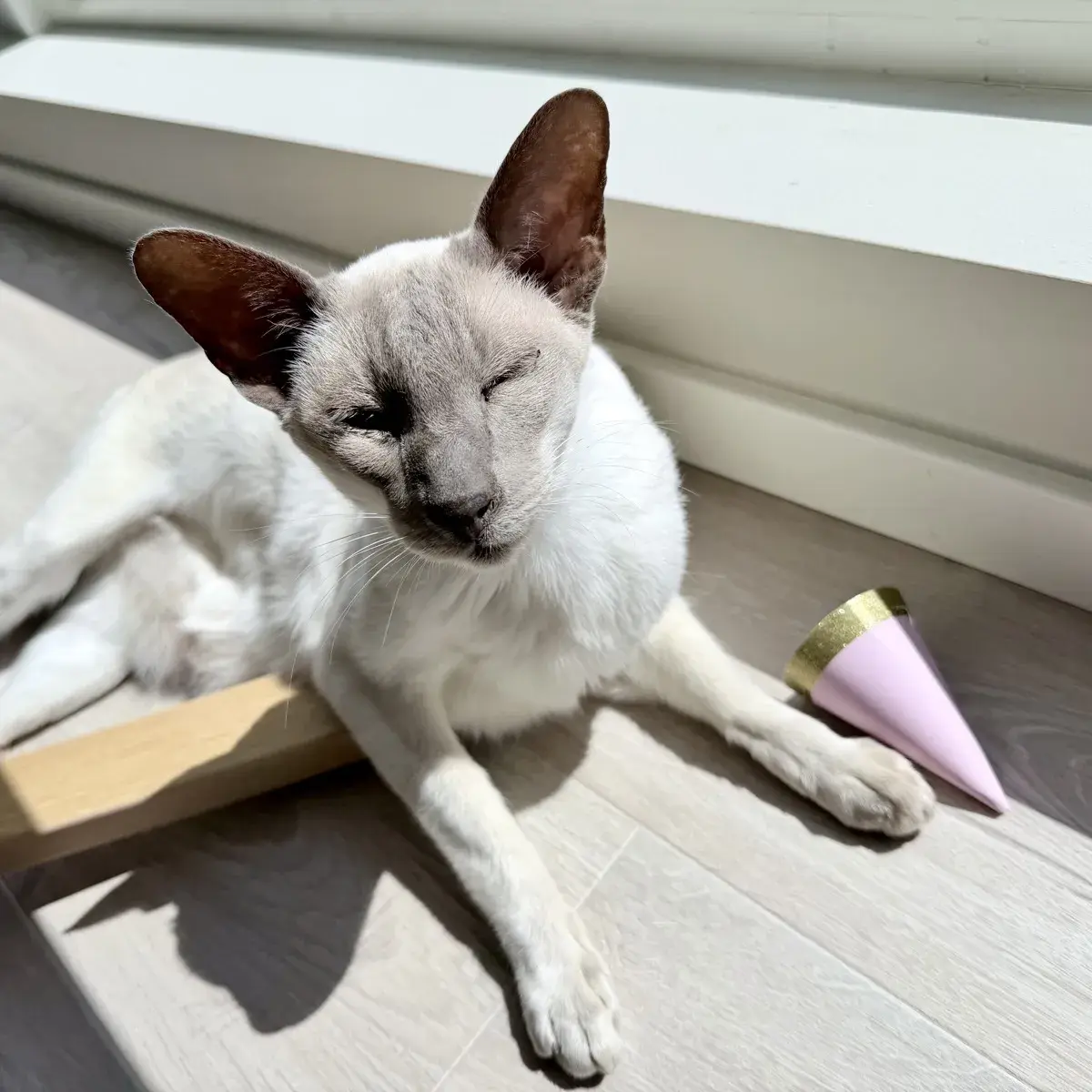 Nightshade resting on a pale wood floor in bright sunlight. His eyes are mostly closed as if relaxed or sleepy, his large upright ears showing pink as the sun illuminates them from behind. He is stretched out, front legs extended forward and back legs to the side, lying near a light wood chair leg that curves across the floor. To his right lies a small, pinky-purple party hat. The background is a white baseboard and the lower part of a window frame, with strong sunlight creating sharp shadows on the floor.