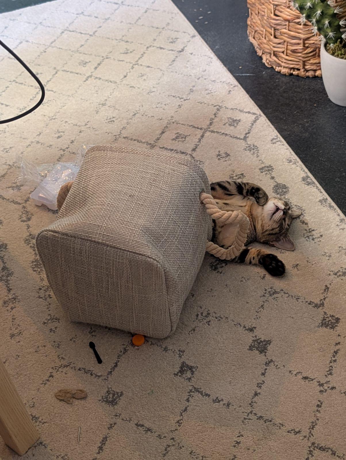 a tabby kitten sleeping on his back with his two front paws just sorta floating up in the air, asleep in a knocked over fabric trash bucket