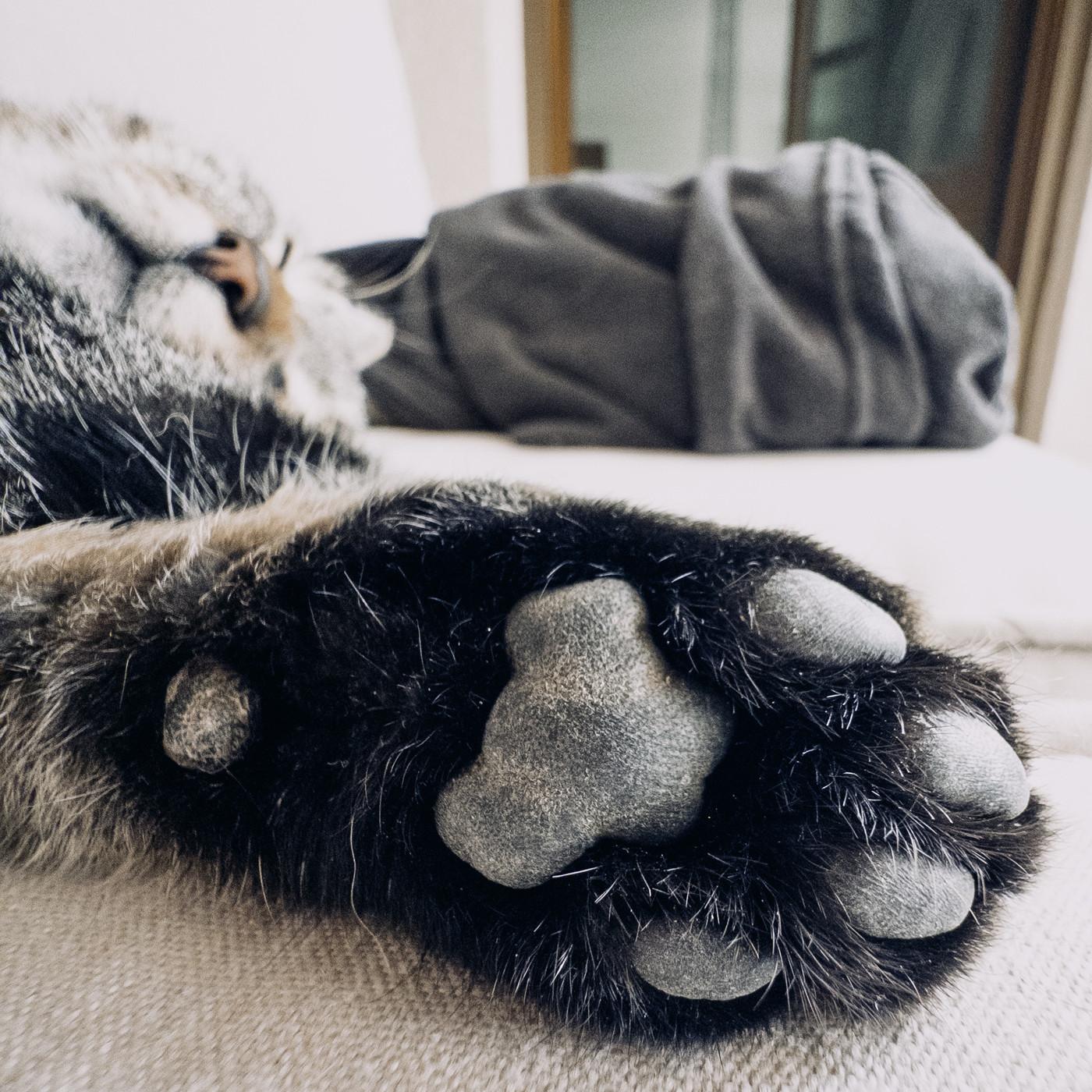 Left front paw of an older Tabby cat with well worn and slightly dirty paw pads from living outside most of the time. The fur surrounding the toe beans is mostly black with some white hairs. The paw and part of the leg covers the entire lower half of the frame. Above the paw and in the background to the left the obscured face of the cat is visible, both eyes and its mouth closed. The head is tilted upwards slightly. Even further in the background to the right, a crumpled up dark grey fleece jacket lies behind the cat on the sofa. In the very far background an out of focus wooden door frame leading into a room can be seen.
