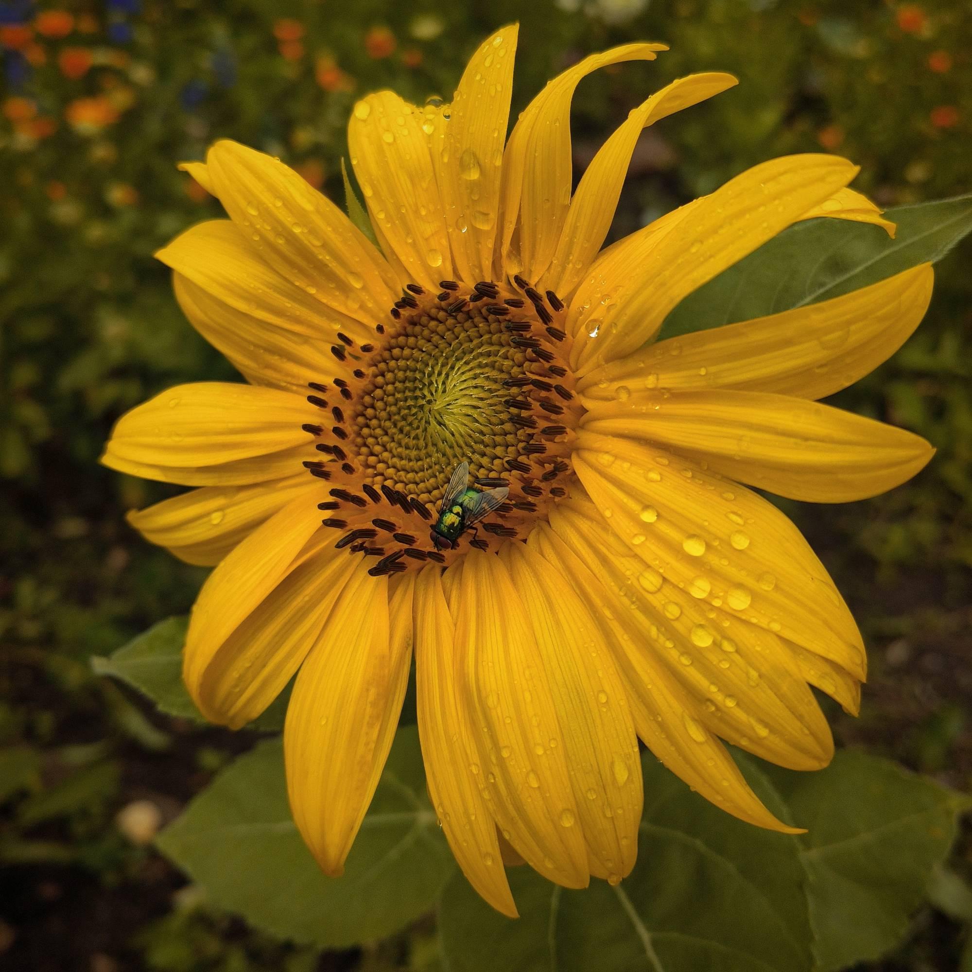Rain and a fly on a sunflower blossom.