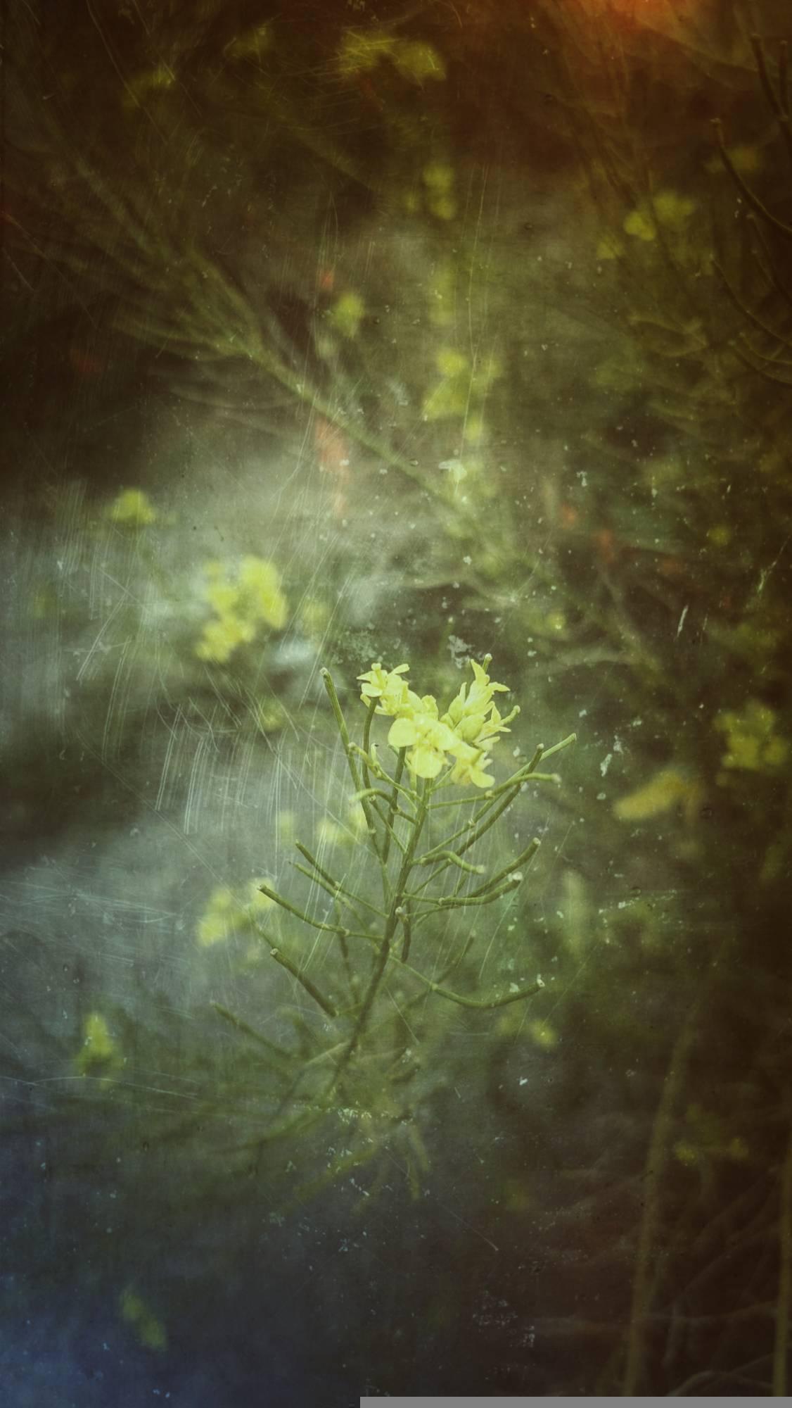 A plant featuring fragile twigs and small yellow blossoms above street stones. Dreamlike blur effect applied.