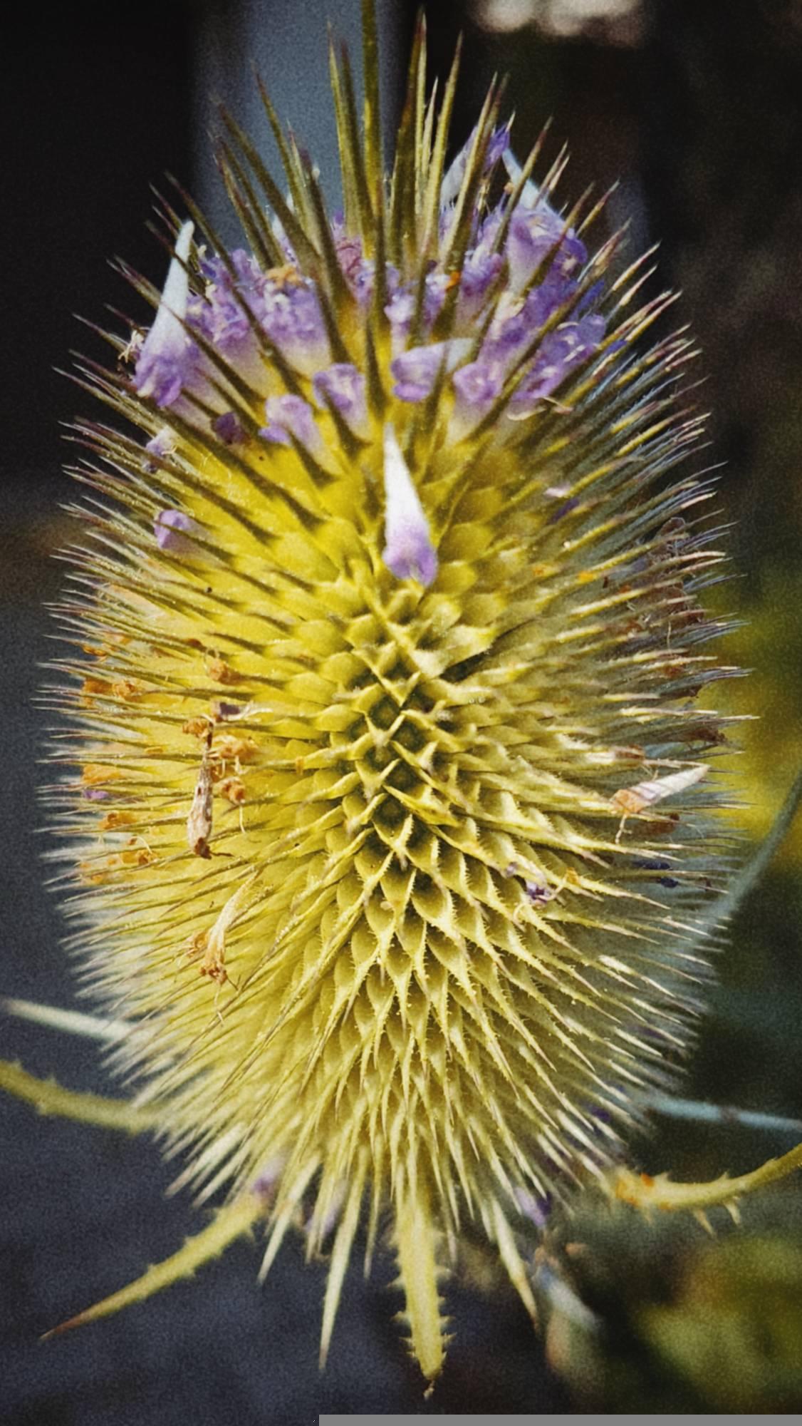 A thistle blossom, closeup.