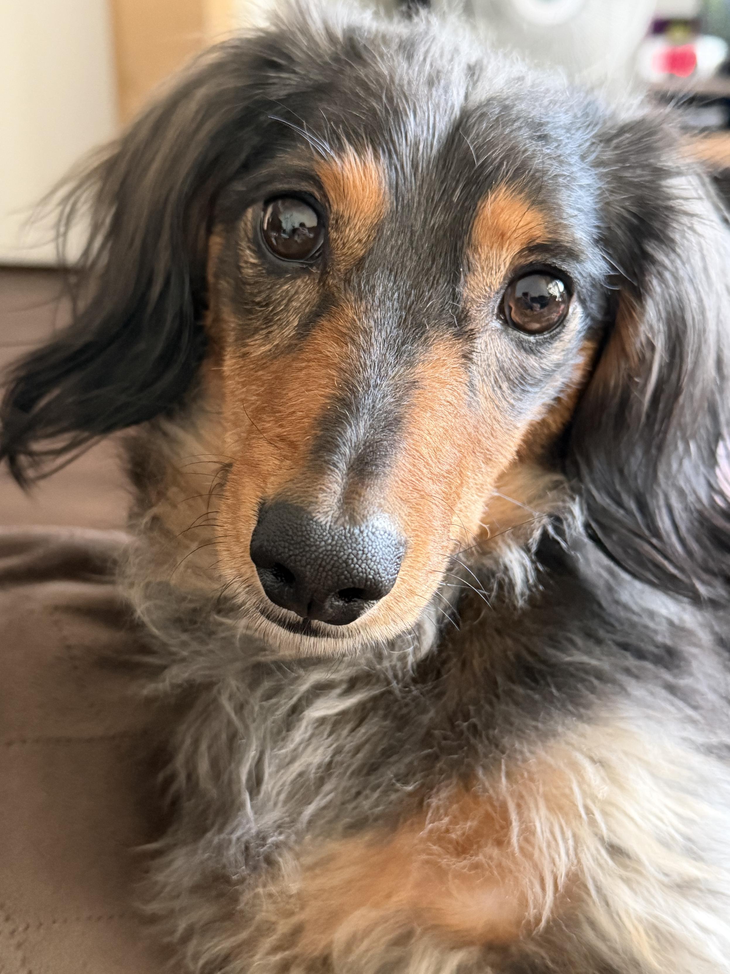 Close-up of a long-haired dog with shiny eyes, tan and black fur, and floppy ears.