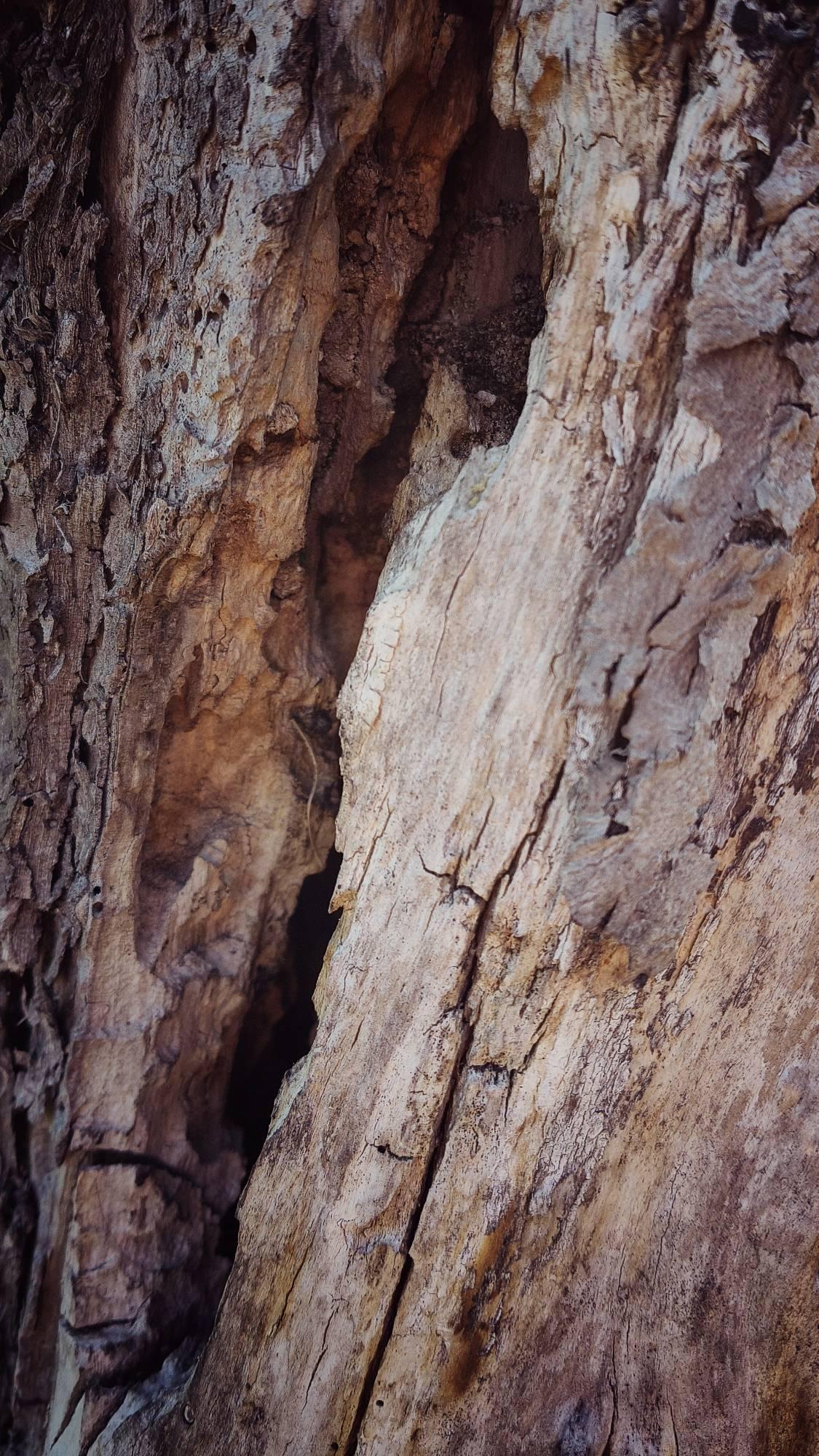 Insect cave in an old tree.