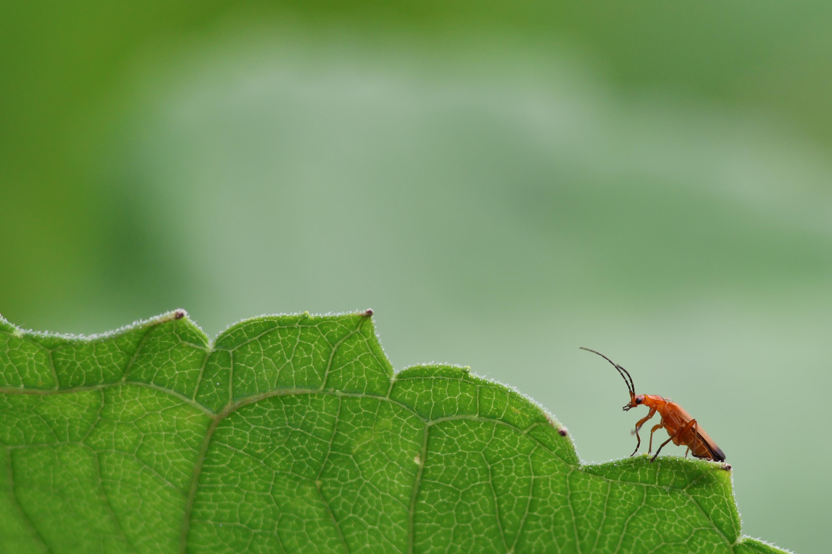 A Red Soldier Beetle is sitting in the bottom right of the frame, atop a green leaf with ridges that resemble a hill the beetle is trying to climb. The background is a blur of lush greenery.