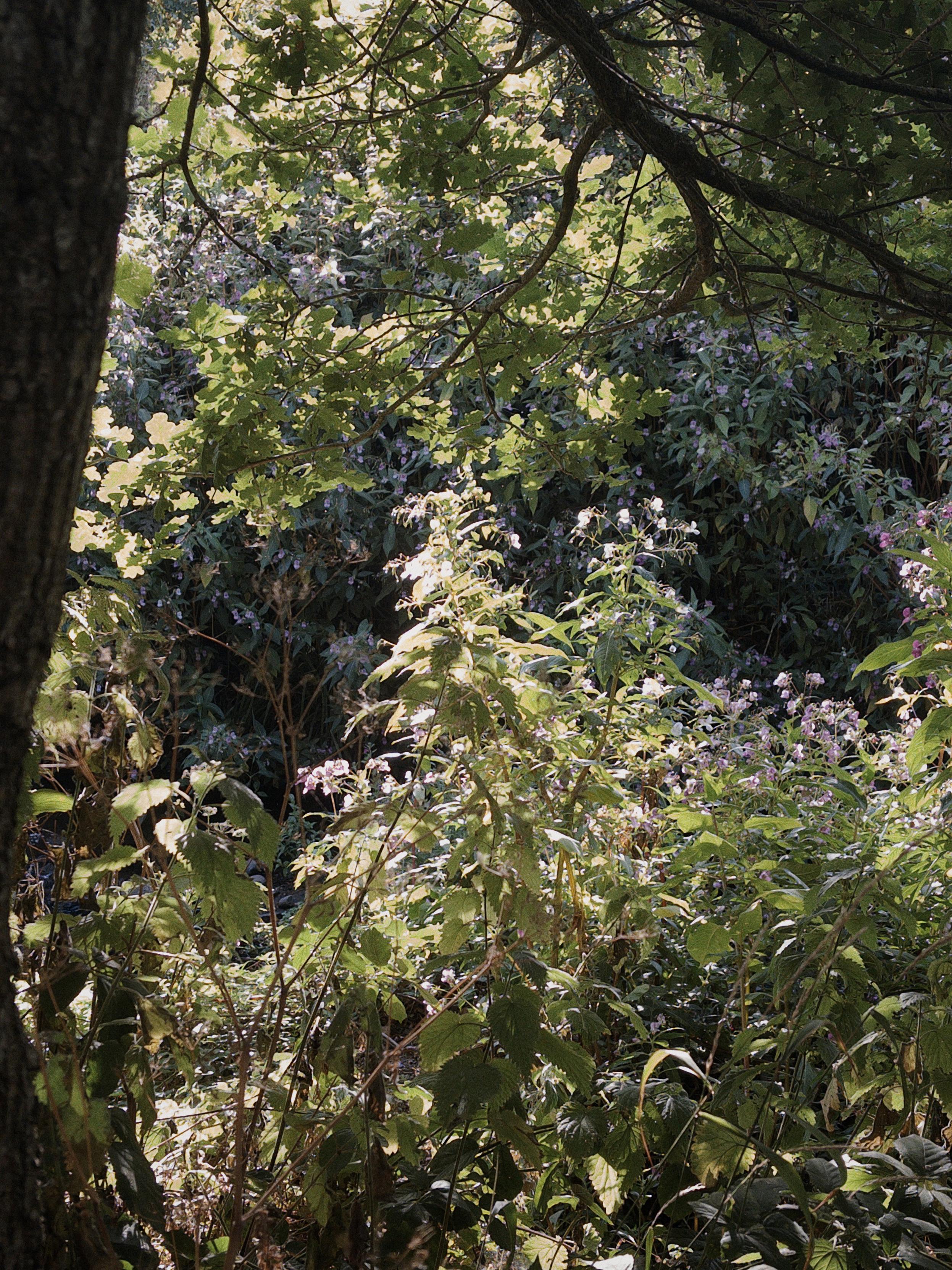 Tall purple flowers of Himalayan balsam sparkle in the early morning sun among lush green undergrowth. The scene is framed by the trunk and branch of a tree.