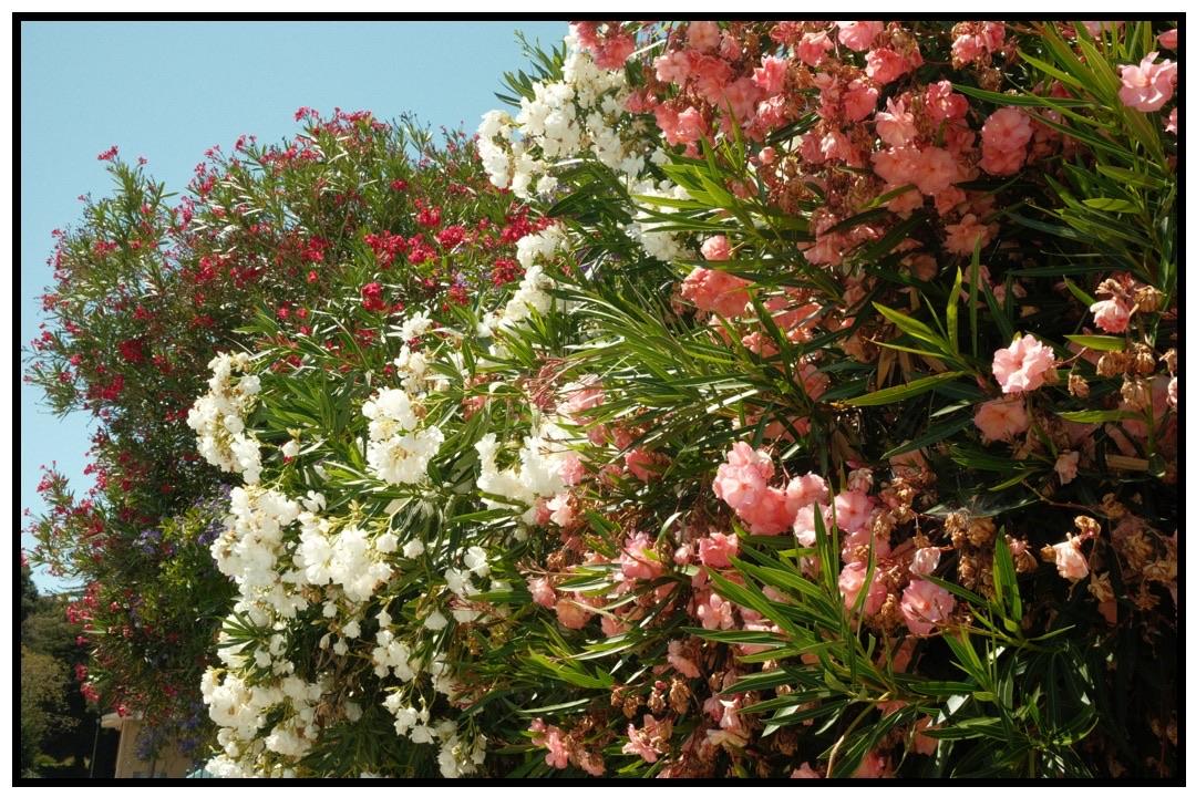 A vibrant display of flowering plants, featuring clusters of white, pink, and red blossoms surrounded by green foliage. The background shows a clear blue sky.