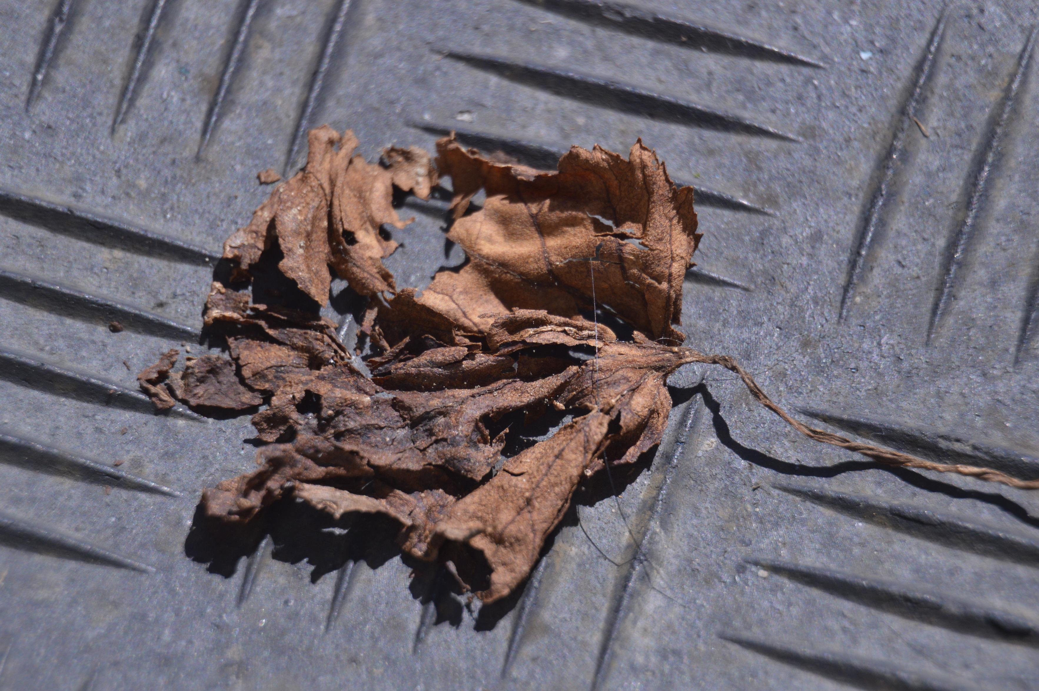 a dried brown leaf sits upon a rubber surface