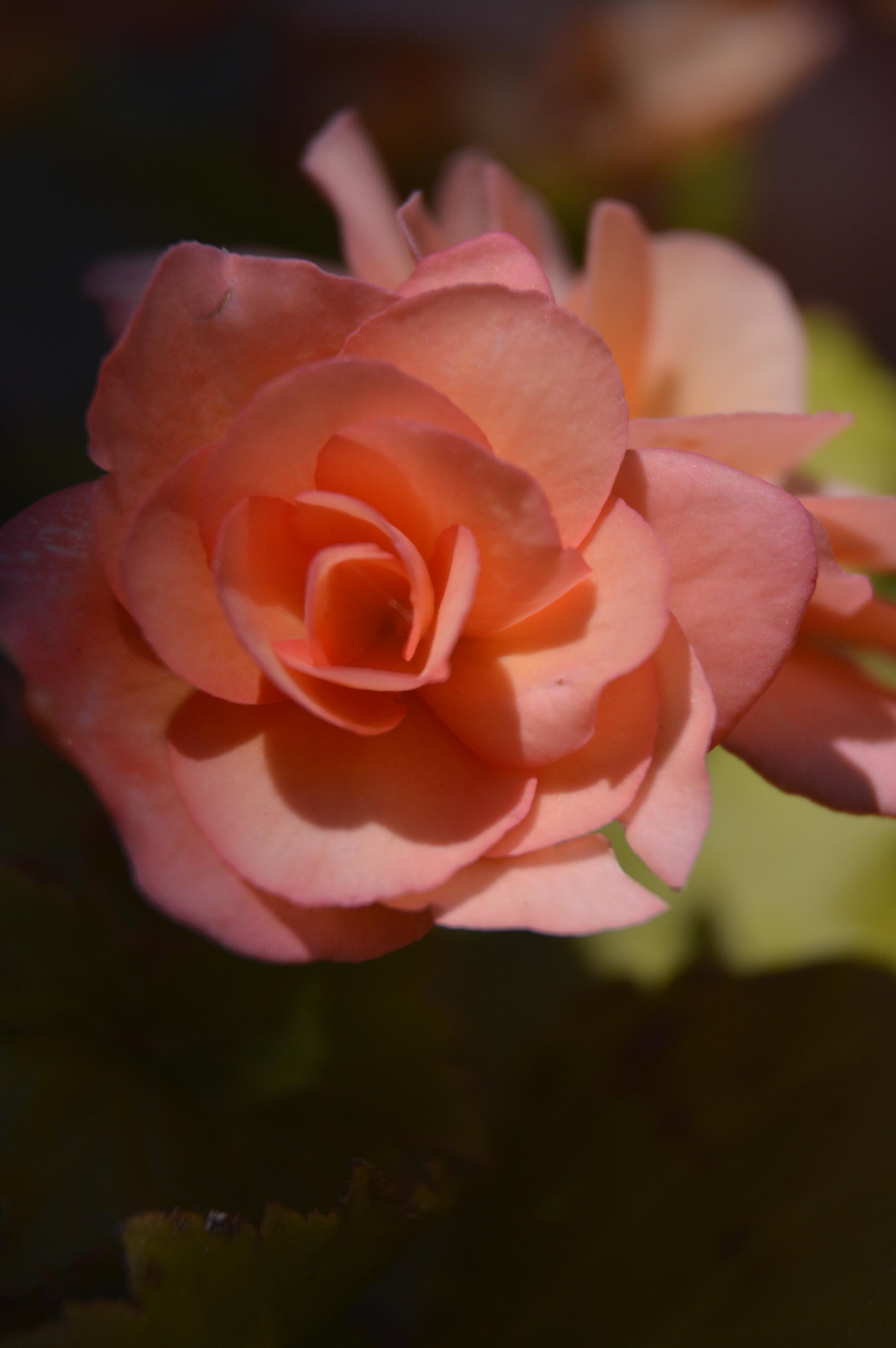 a reddish pink flower both partially in shadow and sunlight