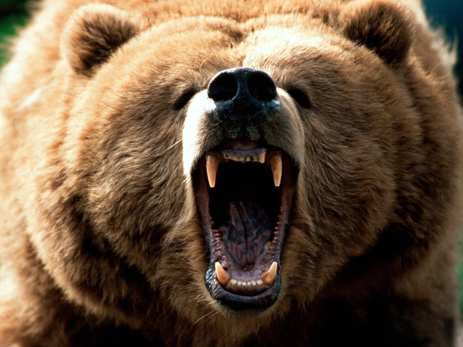 Grizly